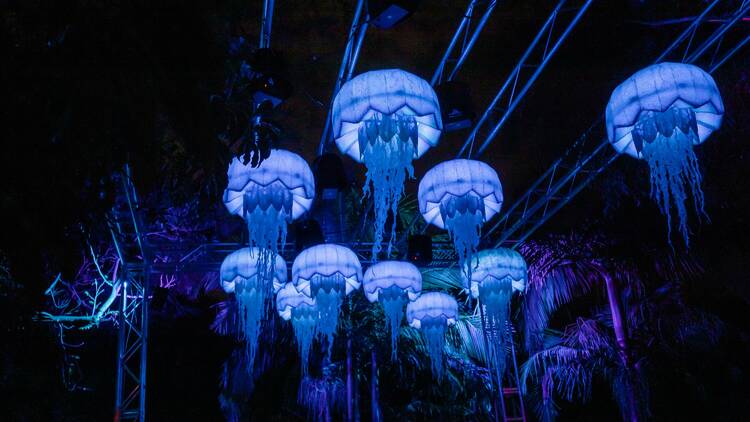 Blue glowing jellyfish. 