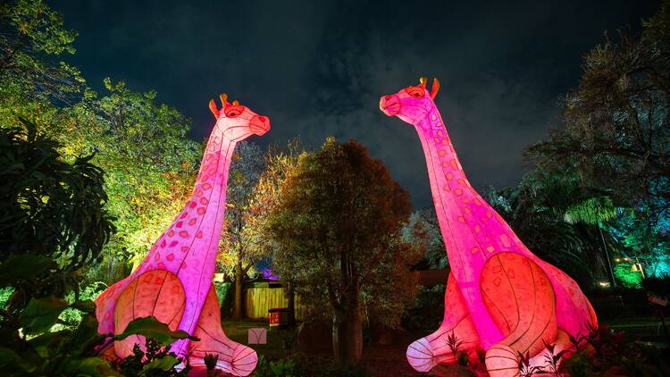 Two giant giraffes lit up. 