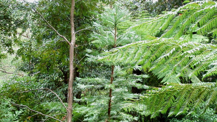 Wollemi Pine