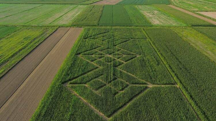 Cornfield labyrinth, Ivanić-Grad