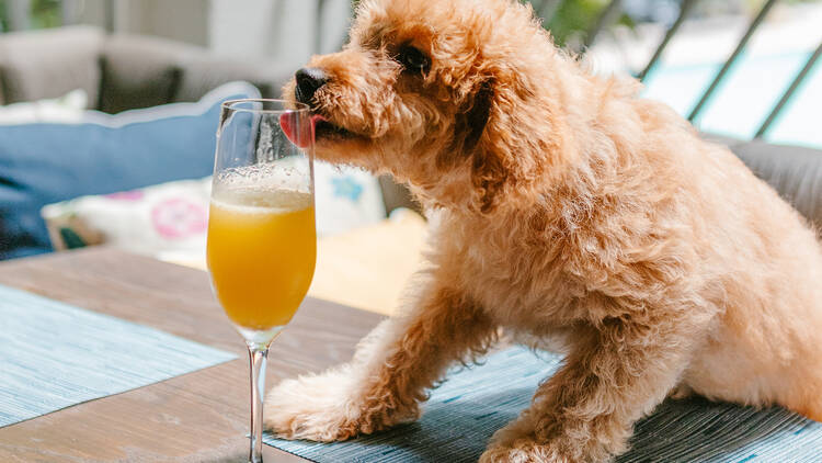 Puppy Brunch at The National Hotel