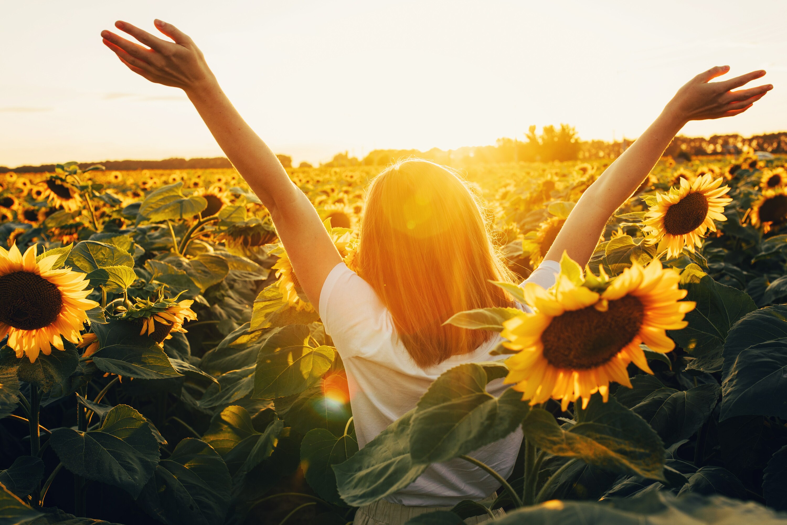 Where to find stunning sunflower fields near Montreal