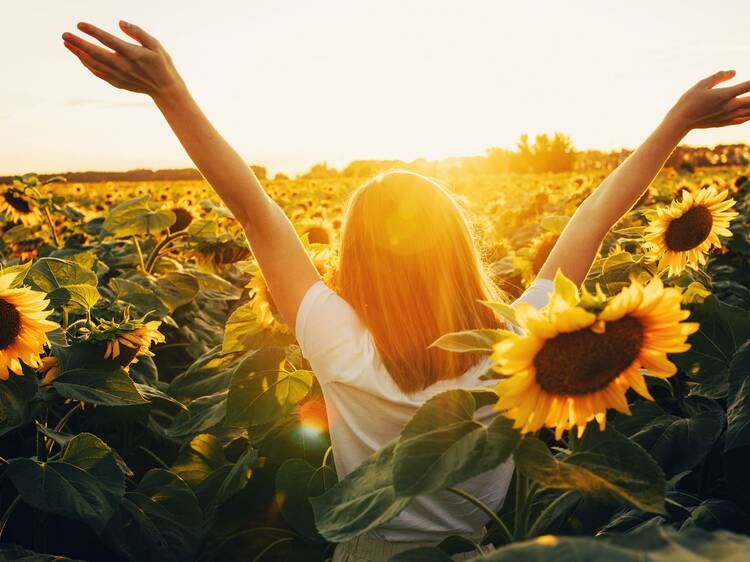 Discover a stunning hidden sunflower field