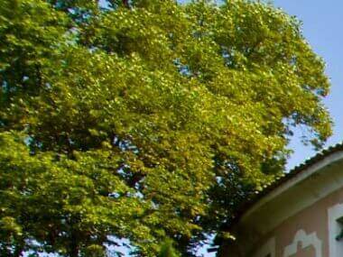 Guadalajara: este es el jardín más bonito de la Provenza española Guadalajara: este es el jardín más bonito de la Provenza española