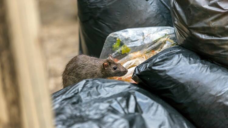 Street rat digging through garbage bags