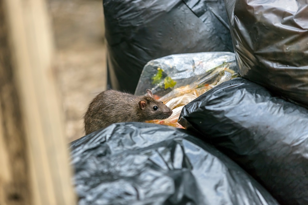 NYC is the third rattiest city in the U.S., a new study says