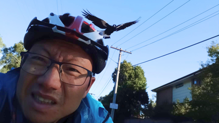 A magpie swooping a helmeted man on a bike.