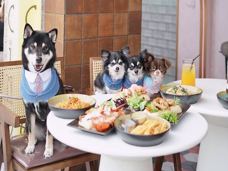 The best dog-friendly restaurants and cafes in the city
