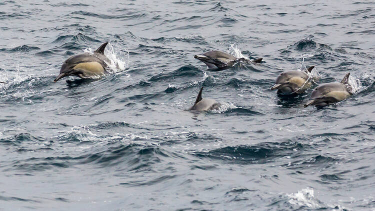 Dolphins sighted in waters in California