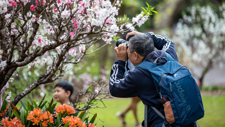 Man photographing the blossoms at Wistaria Gardens