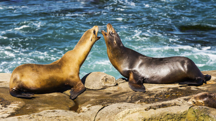 La Jolla Cove