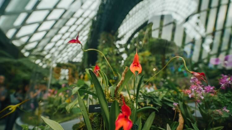 Orchids of Machu Picchu Gardens by the Bay Singapore