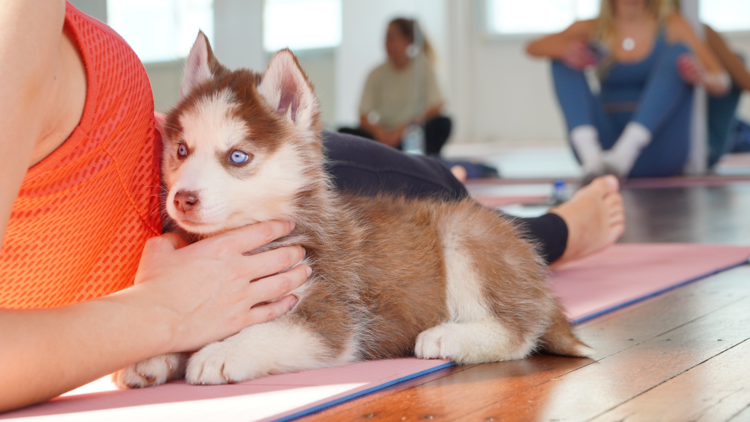 A puppy huskie at yoga
