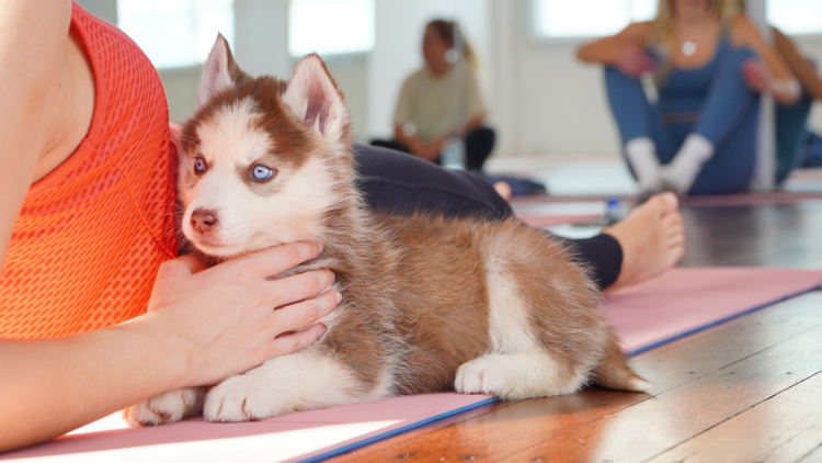 Downward Dog' Quarterly Yoga Event At Conrad Dublin, 41% OFF