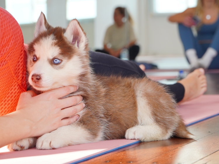 A puppy huskie at yoga