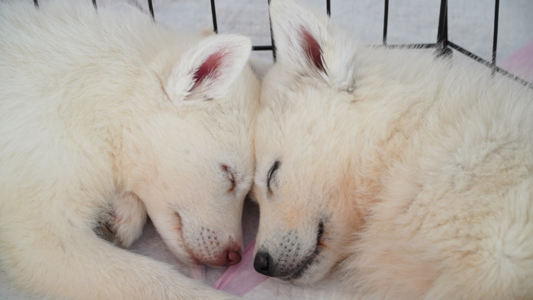 Two baby huskie puppies