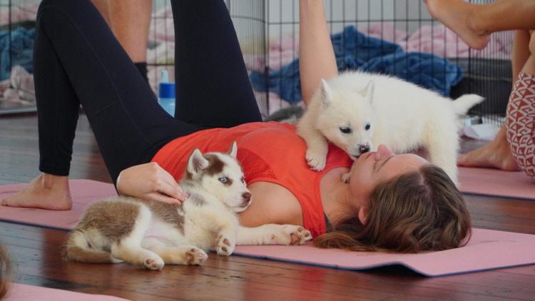 Puppy yoga class