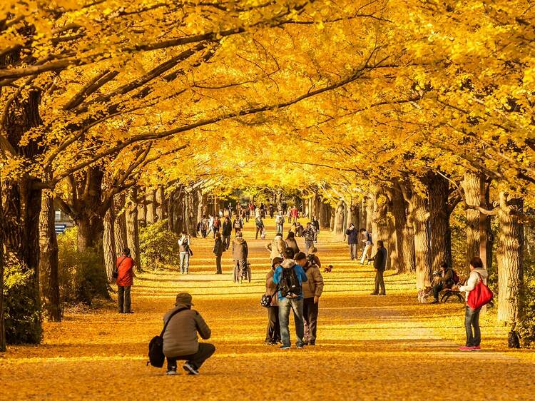 Here’s the official 2023 forecast for autumn leaves in Japan