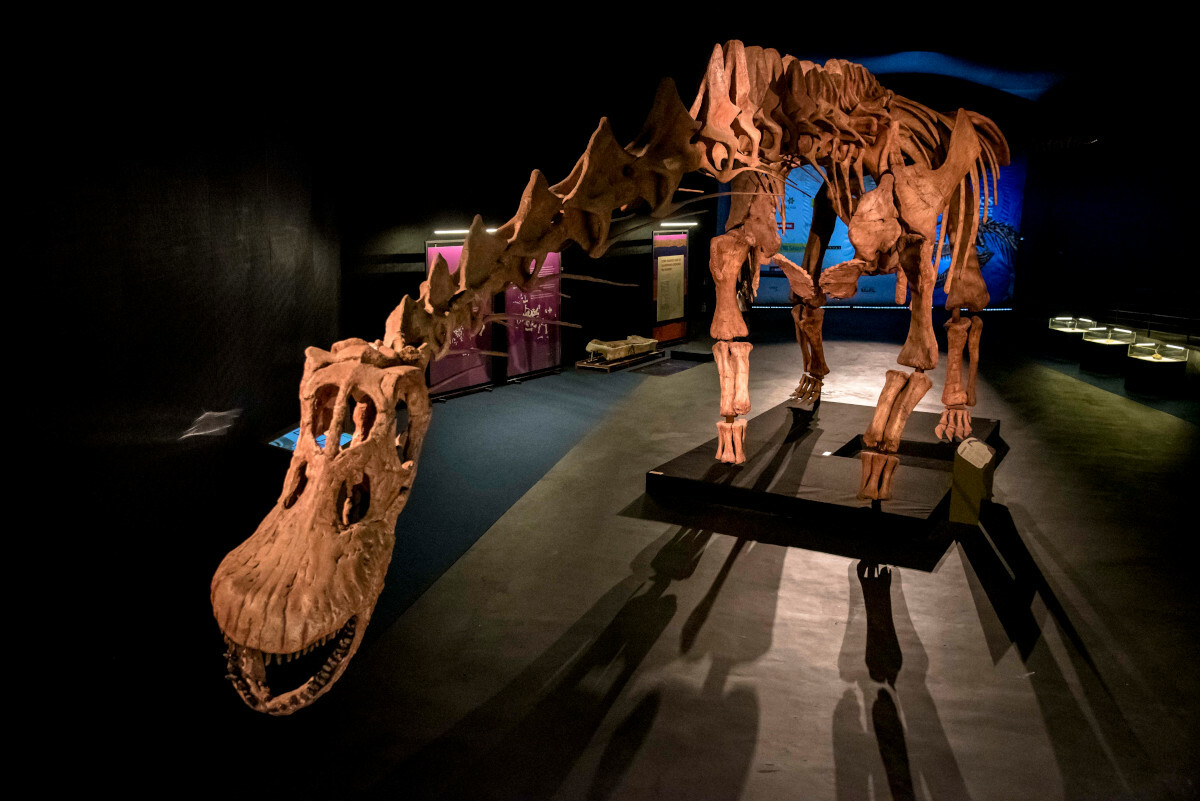 Réplica completa del mayor dinosaurio descubierto hasta el momento, Patagotitan mayorum. © MEF.