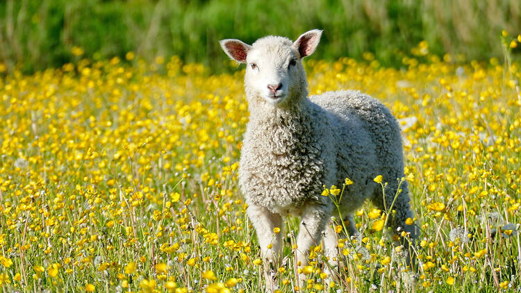 A sheep in a field