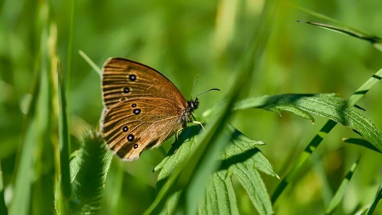 Northern brown argus butterfly