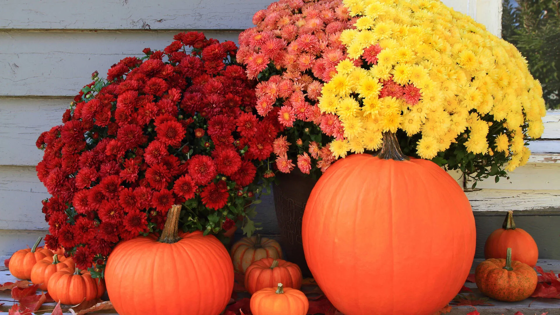 Find Your Perfect Pumpkin Patch in Miami This Fall 2024