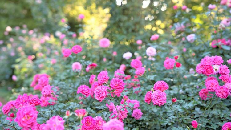 Shikinokaori Rose Garden