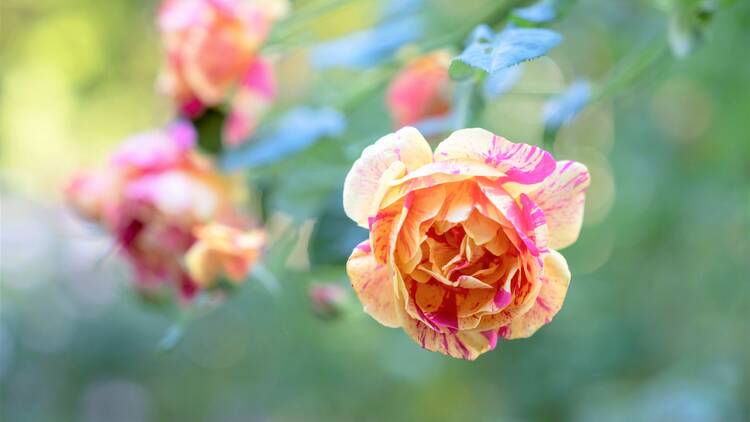 Shikinokaori Rose Garden