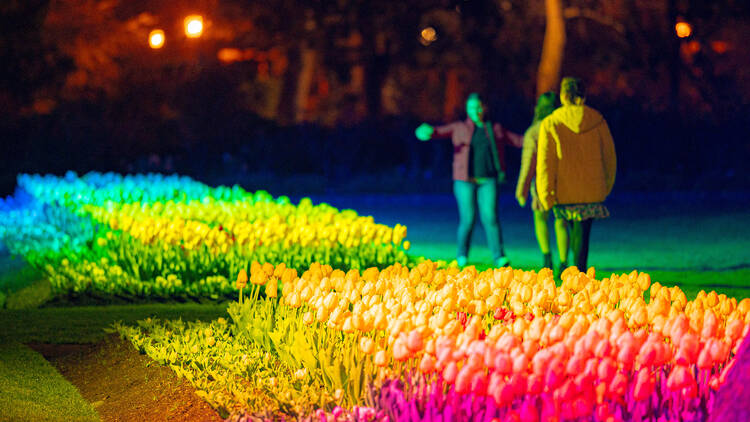 Flowerbeds filled with tulips are illuminated by colourful lights.