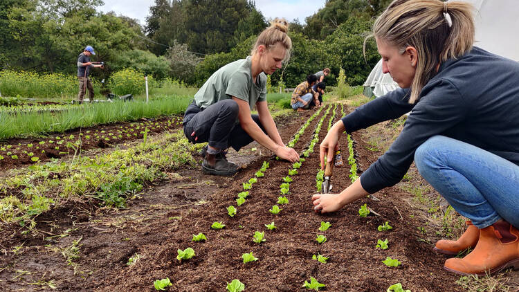 Two women are crouched down planting saplings in soil. 