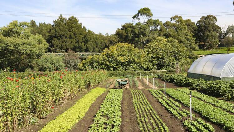 A garden with rows of saplings. 