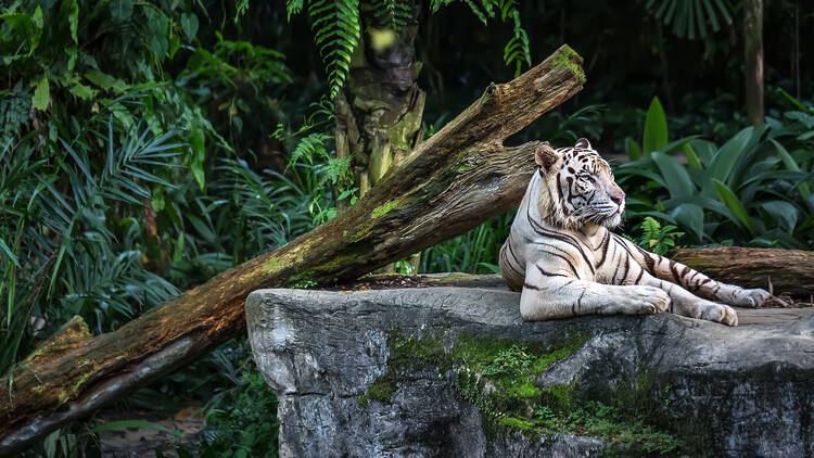 Singapore Zoo White Tiger