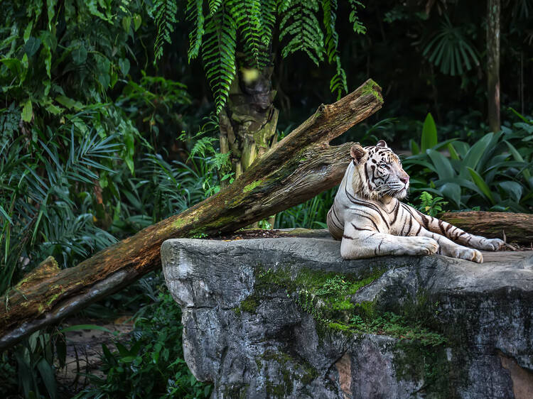 Singapore Zoo White Tiger