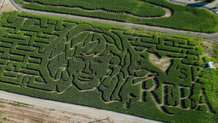 Reba McEntire corn maze