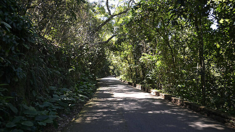 Trilha na Floresta da Tijuca