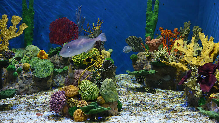 Peixes e vida oceânica em um dos tanques do AquaRio