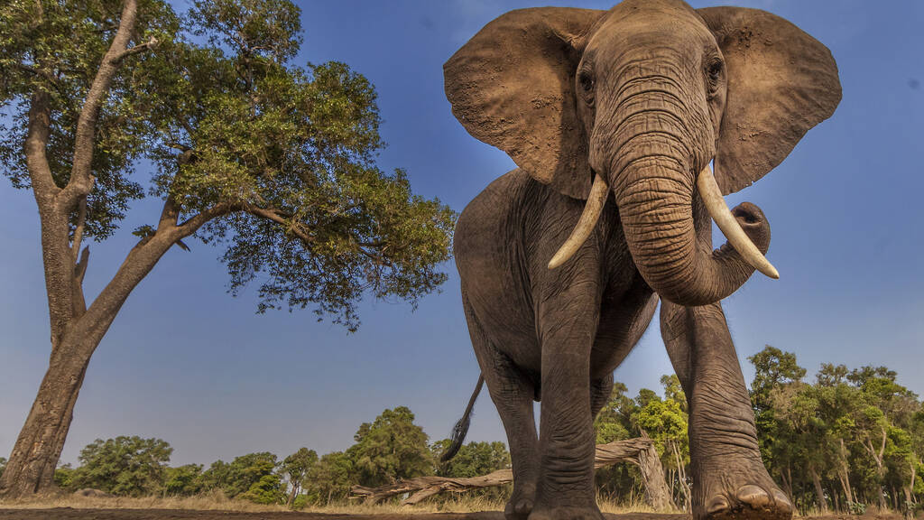 New exhibit 'The Secret World of Elephants' is coming to NYC's American