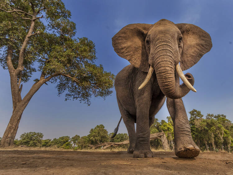 Explore "The Secret World of Elephants"