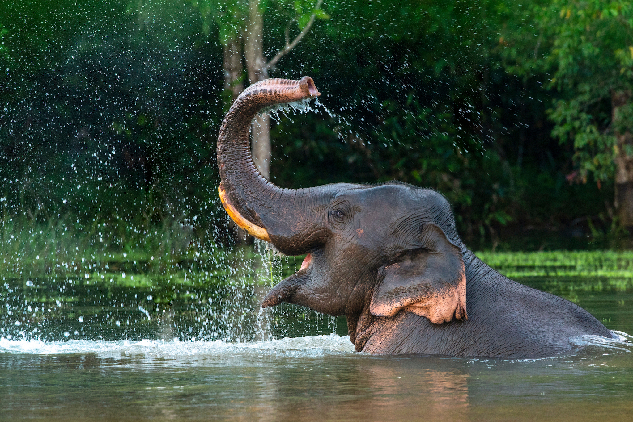 A male Asian elephant is enjoying bathing, spraying water with his trunk.