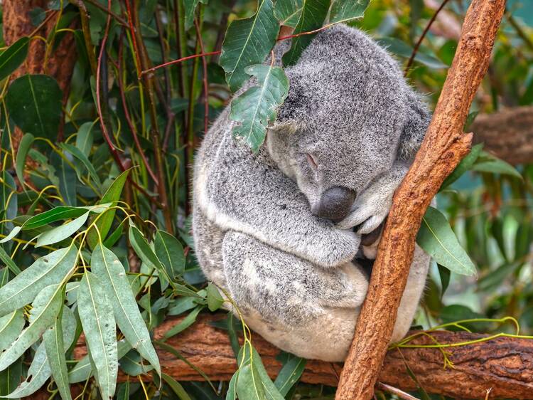 Koala Conservation Hospital, Port Macquarie, NSW
