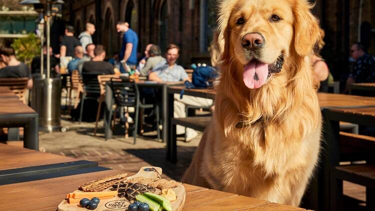 A good dog enjoying their barkuterie board