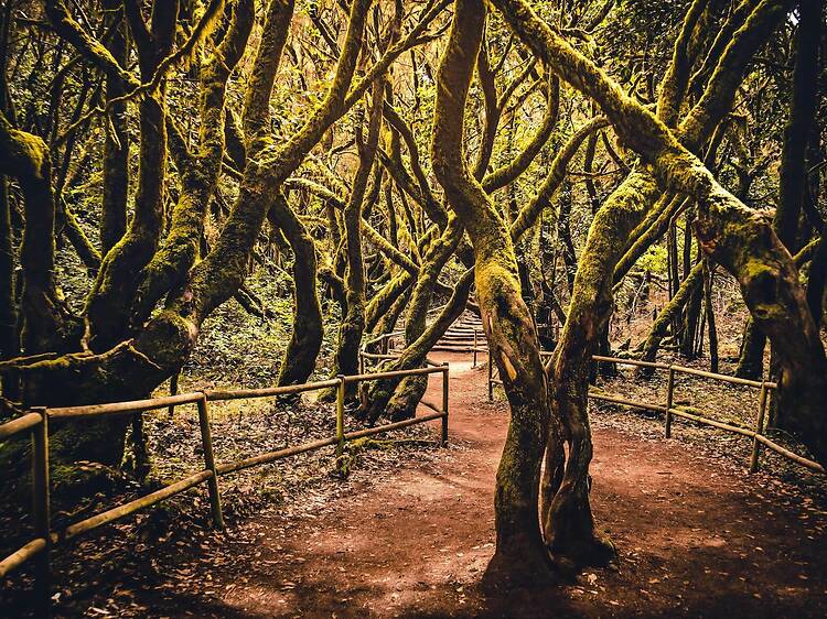 Parque Nacional de Garajonay (La Gomera) Parque Nacional de Garajonay (La Gomera)