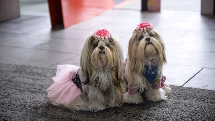 Two small identical dogs dressed in pink bows and tutus. 