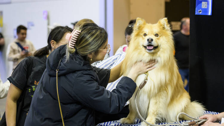 A woman is patting a fluffy dog. 