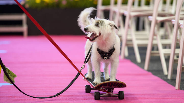 A dog riding on a skateboard. 