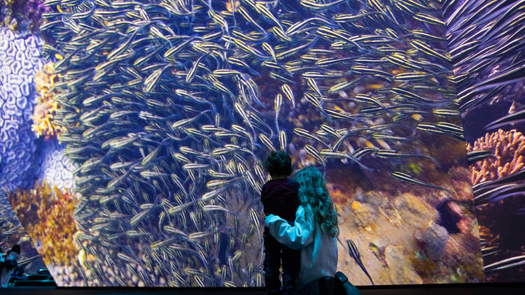 A school of fish are on a huge screen with a woman and a child looking at it. 