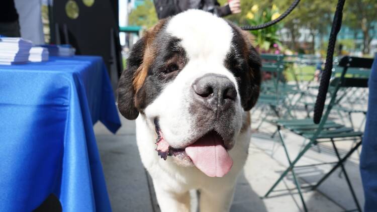 A big dog sticks its tongue out during the event.