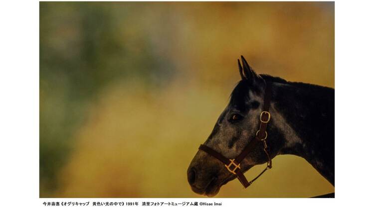 上野アーティストプロジェクト いのちをうつす ―菌類、植物、動物、人間