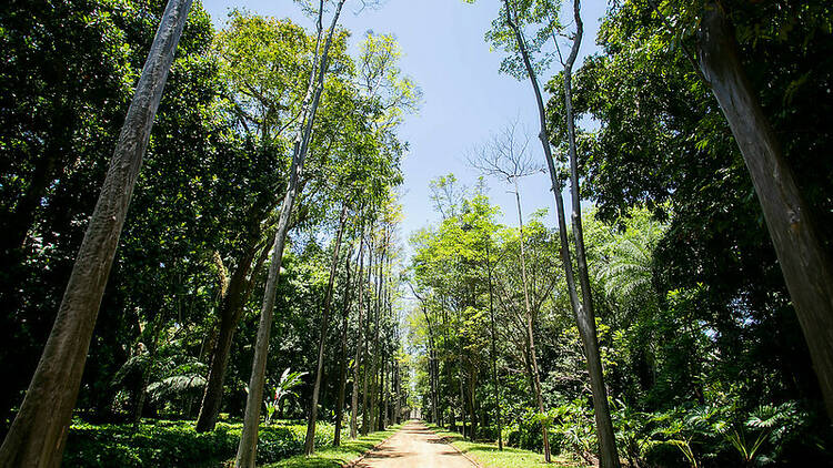 Um caminho de chão de terra ladeado por grama e árvores altas