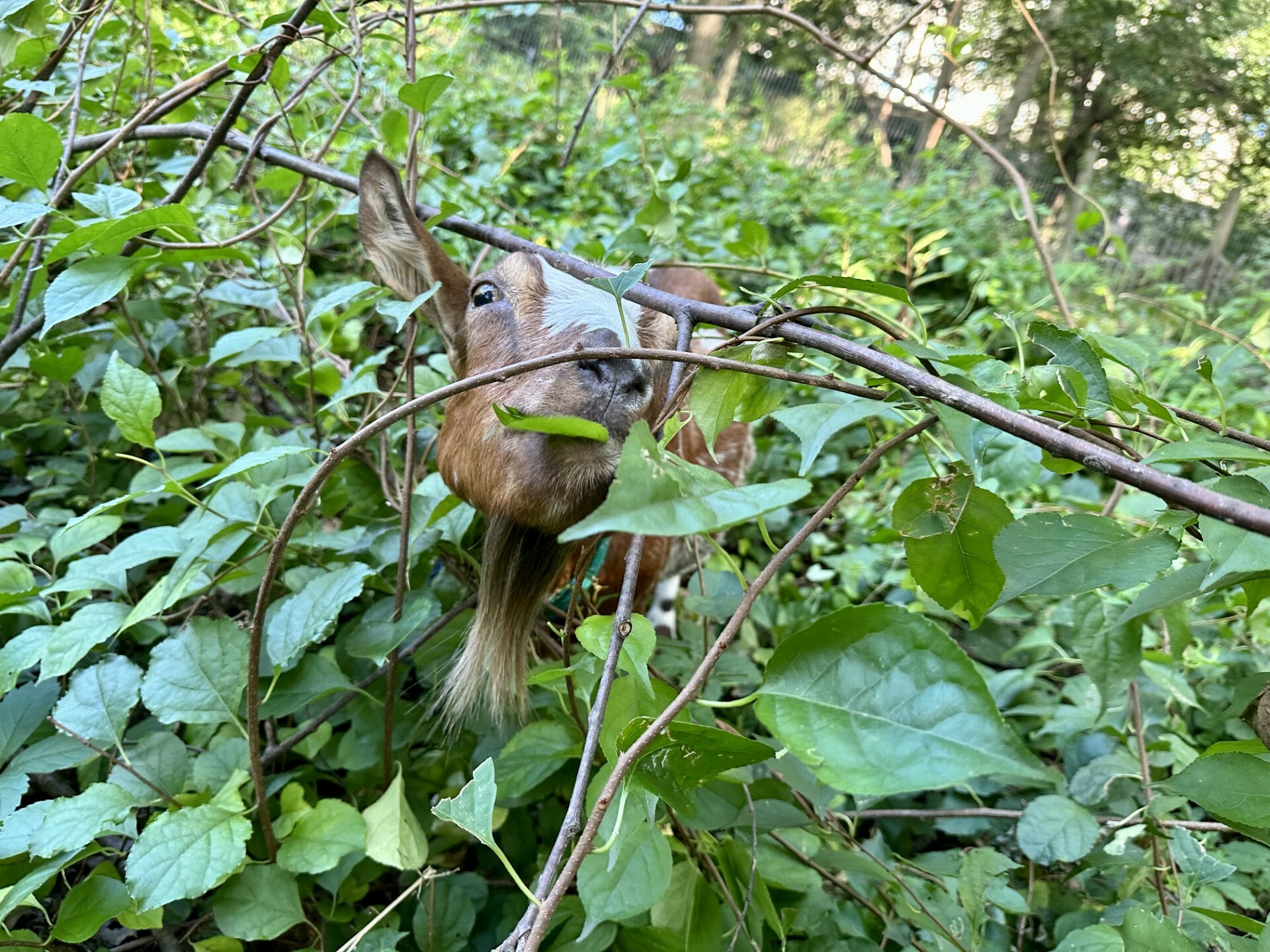 You can actually go wave ‘goodbye’ to the goats of Riverside Park today